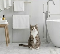 dich-vu-cat-tia-long-meo
